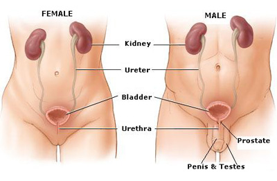 Montebello Urological Associates